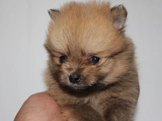 ID：1506-00190の子犬