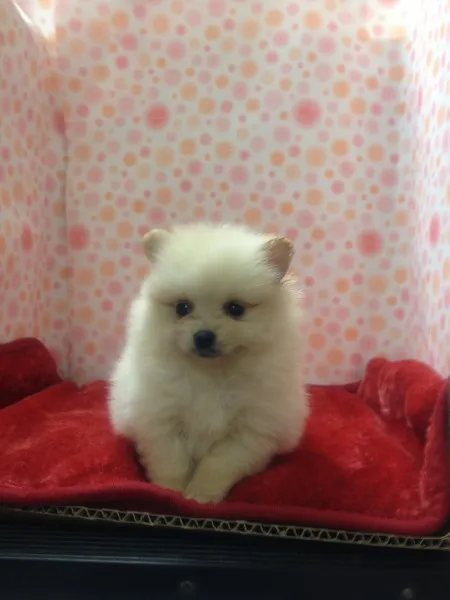 ID:1211-00471の子犬