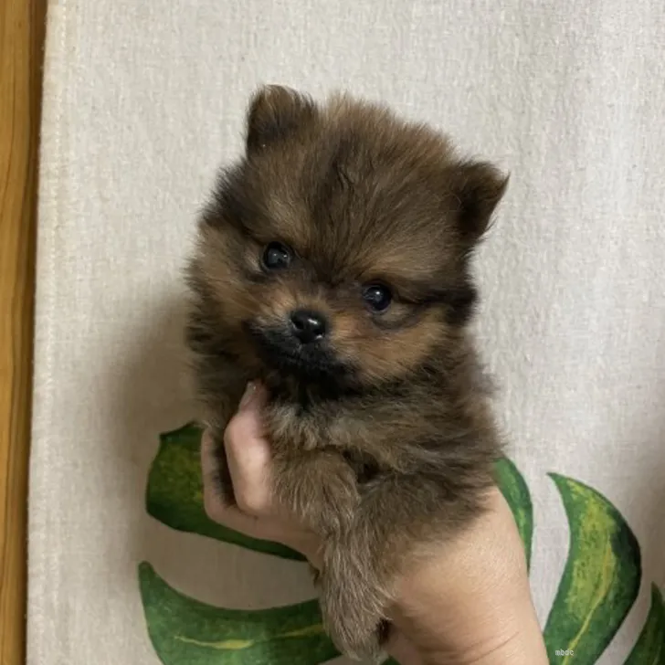 しょくぱん 様のお迎えした子犬