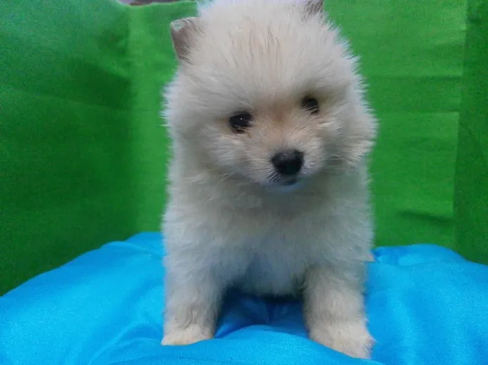 ID:1401-01264の子犬