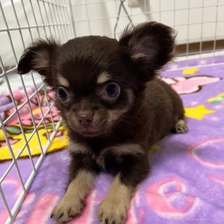 ID:2309-02707の子犬