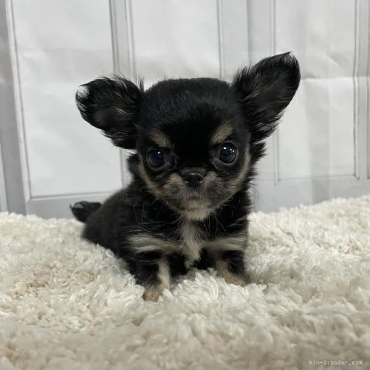 メロ 様のお迎えした子犬