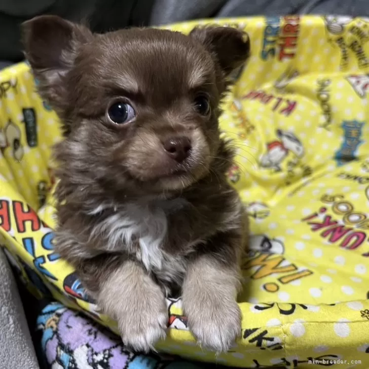 K.Ｉ 様のお迎えした子犬
