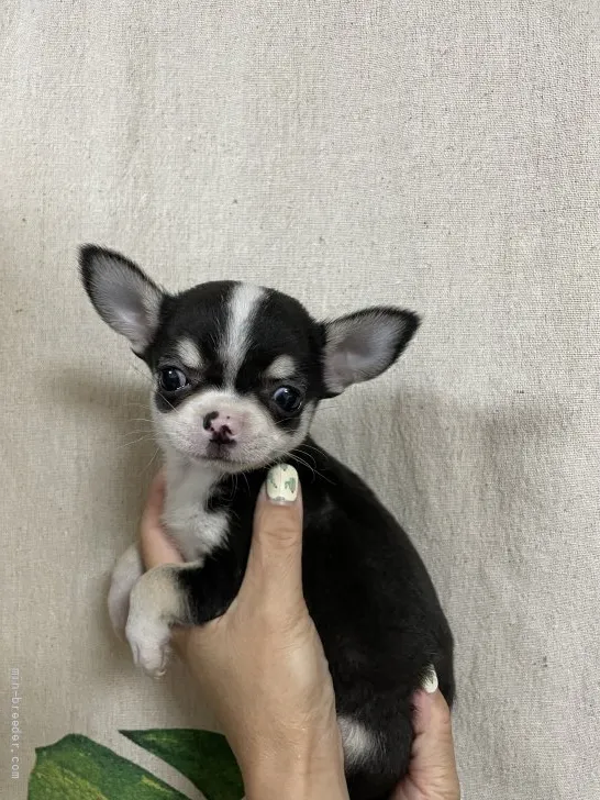 ID：2109-02524の子犬