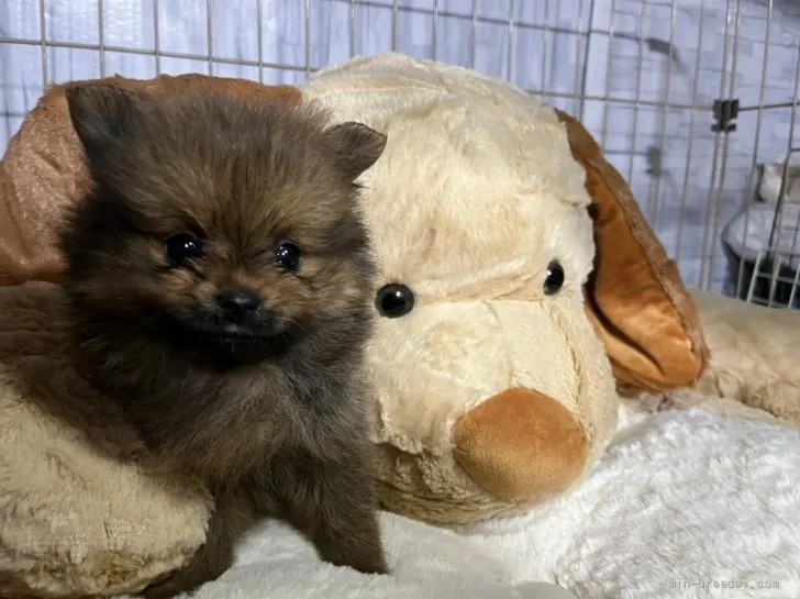 C 様のお迎えした子犬