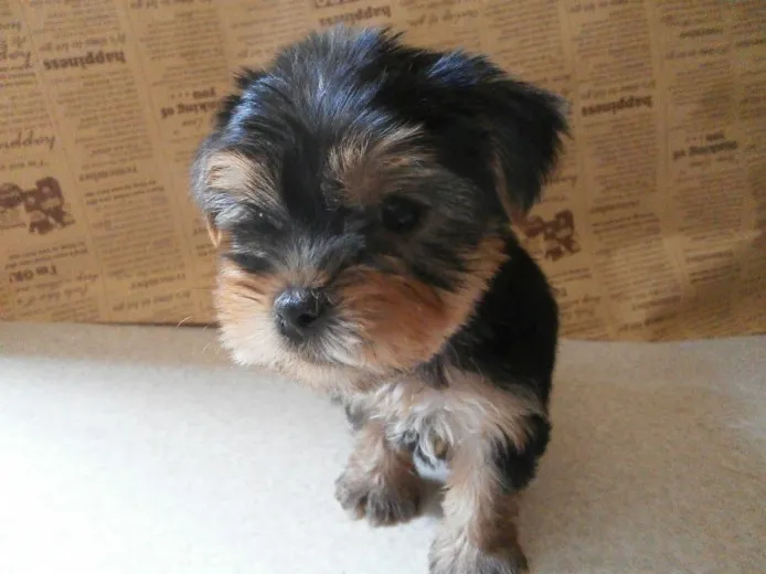 ID：1310-00505の子犬