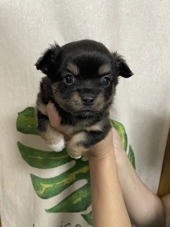 K.S 様のお迎えした子犬