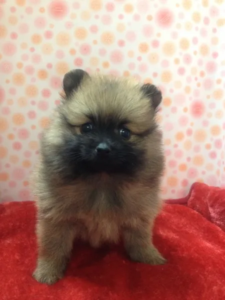 ID:1211-00473の子犬