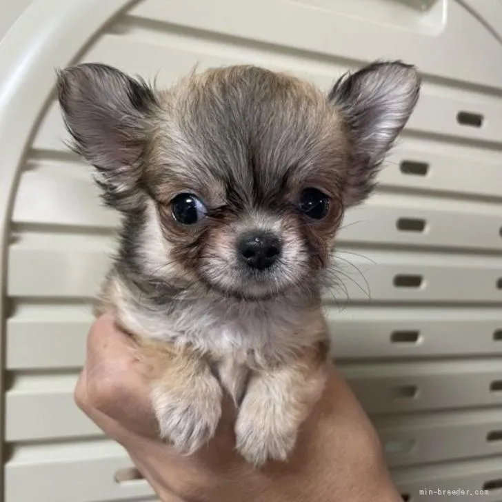ChanNori 様のお迎えした子犬