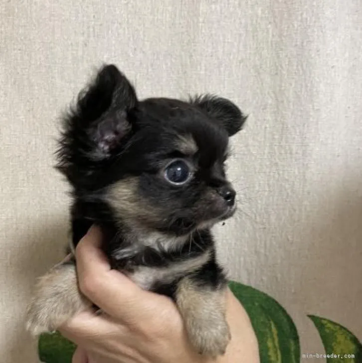 マサヒロ 様のお迎えした子犬