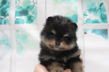 ポメラニアン【神奈川県・男の子・2016年12月7日・ブラックタン】の写真「小振りで可愛い子です。」