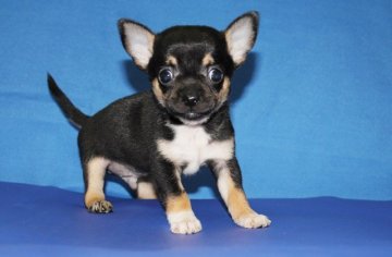 チワワ(スムース)【神奈川県・男の子・2014年9月8日・ブラックタンホワイト】の写真「イケメンくんです。」