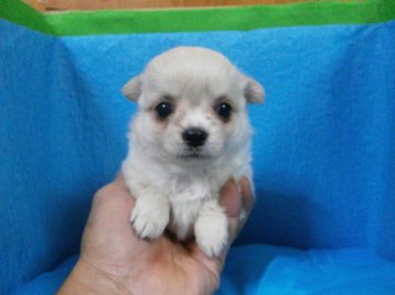 チワワ(ロング)【神奈川県・女の子・2014年1月1日・クリーム】の写真「目のクリクリなお姫様です。」