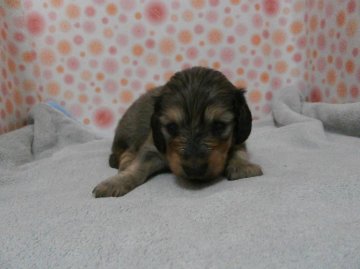 ミニチュアダックスフンド(ロング)【神奈川県・女の子・2013年3月13日・レッド】の写真「」