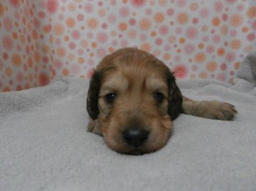 ミニチュアダックスフンド(ロング)【神奈川県・男の子・2013年3月13日・レッド】の写真「」