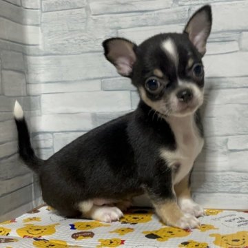 チワワ(スムース)【神奈川県・男の子・2024年5月14日・ブラックタンホワイト】の写真「のらくろくん」