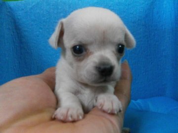 チワワ(スムース)【神奈川県・女の子・2014年1月28日・ホワイト】の写真「真っ白な女の子です。」