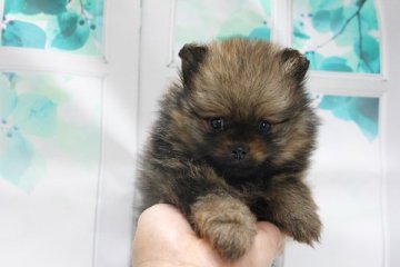 ポメラニアン【神奈川県・男の子・2016年12月7日・オレンジセーブル】の写真「小振りで可愛い子です。」