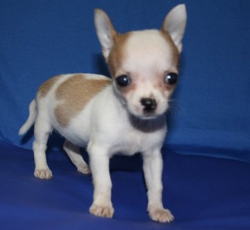 チワワ(スムース)【神奈川県・女の子・2014年11月29日・ホワイト&レッド(パーティー)】の写真「体の模様がハートです。」