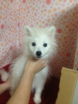 ポメラニアン【神奈川県・男の子・2012年7月2日・クリーム】の写真「」