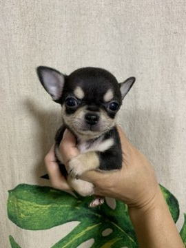 チワワ(スムース)【神奈川県・男の子・2020年9月7日・ブラッククリーム】の写真「タンの派手な子です❣️」