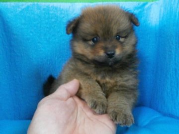 ポメラニアン【神奈川県・男の子・2014年1月25日・オレンジ】の写真「しっかりとした子です。」