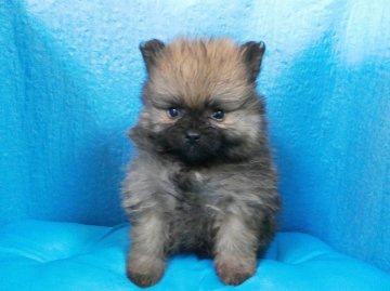 ポメラニアン【神奈川県・男の子・2013年12月28日・オレンジ】の写真「お顔の詰まったクマみたいな子です。」