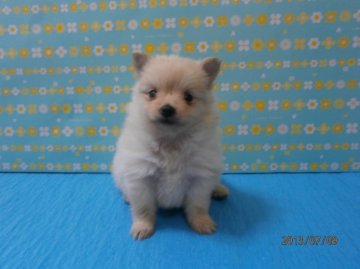 ポメラニアン【神奈川県・男の子・2013年6月11日・クリーム】の写真「」