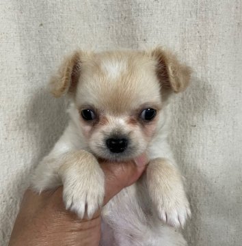 チワワ(ロング)【神奈川県・男の子・2022年3月10日・クリームホワイト】の写真「イケメンです‼️」