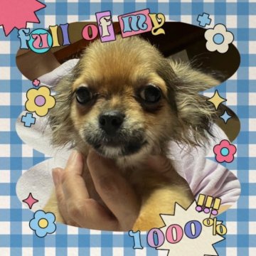 チワワ(ロング)【神奈川県・男の子・2022年12月13日・レッドホワイト】の写真「イケメンです❗️」