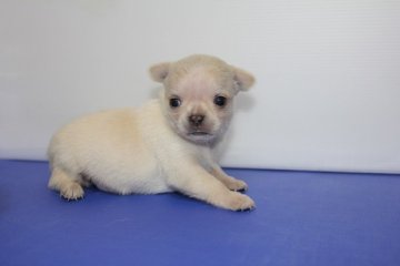 チワワ(スムース)【神奈川県・男の子・2016年4月6日・クリーム】の写真「可愛い子ですよ。」