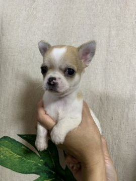 チワワ(スムース)【神奈川県・男の子・2021年3月23日・レッドホワイト】の写真「可愛いです‼️」