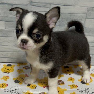 チワワ(スムース)【神奈川県・男の子・2024年5月14日・ブラックタンホワイト】の写真「のらくろくん」