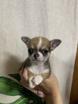 チワワ(スムース)【神奈川県・男の子・2021年3月23日・レッドホワイト】の写真「可愛いです‼️」
