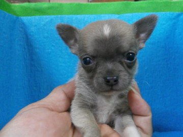 チワワ(スムース)【神奈川県・男の子・2014年1月21日・イザベラホワイト】の写真「毛色のめずらしい子です。」