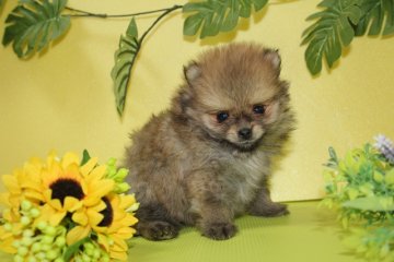 ポメラニアン【神奈川県・女の子・2016年5月19日・オレンジ】の写真「小振りで可愛い子です。」
