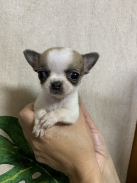 チワワ(スムース)【神奈川県・男の子・2021年3月23日・レッドホワイト】の写真「小さい子です‼️」