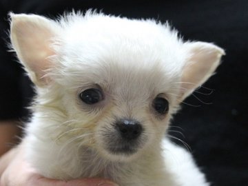 チワワ(ロング)【神奈川県・女の子・2015年8月22日・クリーム】の写真「小振りで可愛い子ですよ。」