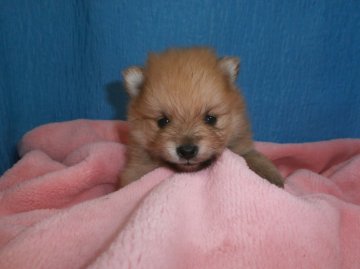 ポメラニアン【神奈川県・男の子・2014年2月24日・オレンジ】の写真「とても綺麗な子です。」