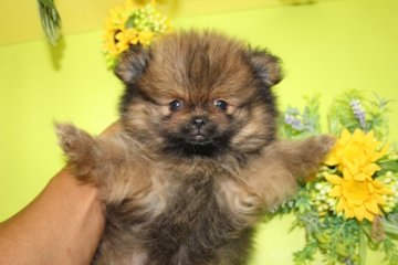 ポメラニアン【神奈川県・男の子・2016年5月20日・オレンジセーブル】の写真「はなぺちゃで可愛い子です。」