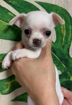 チワワ(スムース)【神奈川県・男の子・2020年7月3日・ホワイト】の写真「綺麗な子です❣️」