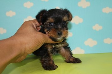 ヨークシャーテリア【神奈川県・男の子・2016年7月15日・スチールブルータン】の写真「小振りで可愛い子です。」