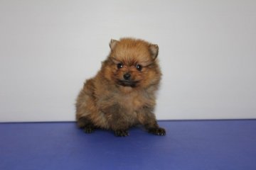 ポメラニアン【神奈川県・女の子・2016年4月1日・オレンジ】の写真「小振りで可愛い子です。」
