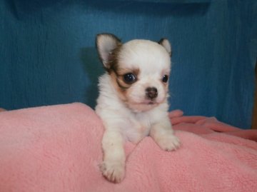 チワワ(ロング)【神奈川県・女の子・2014年3月29日・レッドホワイト】の写真「鼻ぺちゃな女子です。」