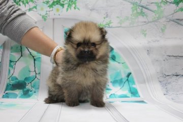 ポメラニアン【神奈川県・女の子・2017年1月2日・オレンジ】の写真「小振りで可愛い子です。」