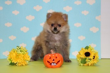 ポメラニアン【神奈川県・男の子・2016年7月29日・オレンジ】の写真「小振りで可愛い子です。」