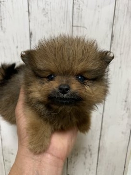 ポメラニアン【神奈川県・男の子・2019年1月5日・オレンジ】の写真「小振りで可愛い子です。」