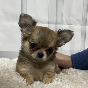 チワワ(ロング)【神奈川県・女の子・2022年10月20日・フォーン】の写真「美人さんですよ❣️」