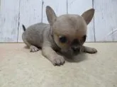 チワワ(スムース)【神奈川県・女の子・2018年9月1日・フォーン】の写真2