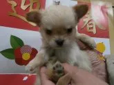チワワ(ロング)【神奈川県・男の子・2013年11月19日・フォーン】の写真2